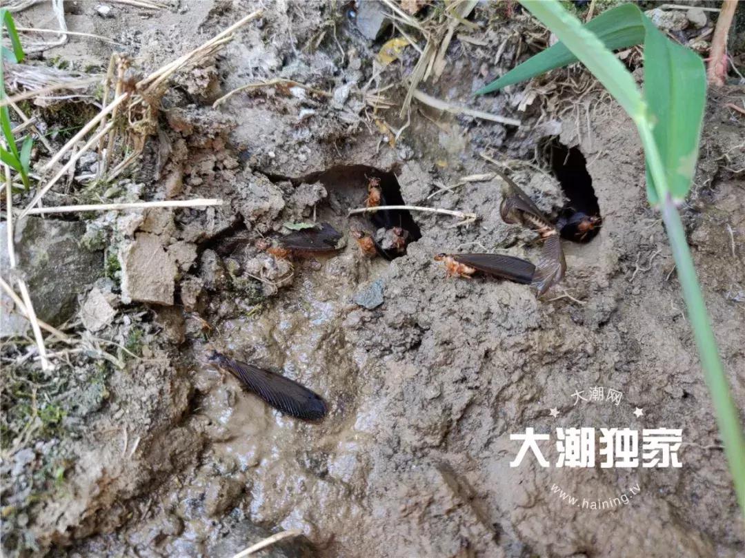 地下白蚁防治，科学方法与预防措施