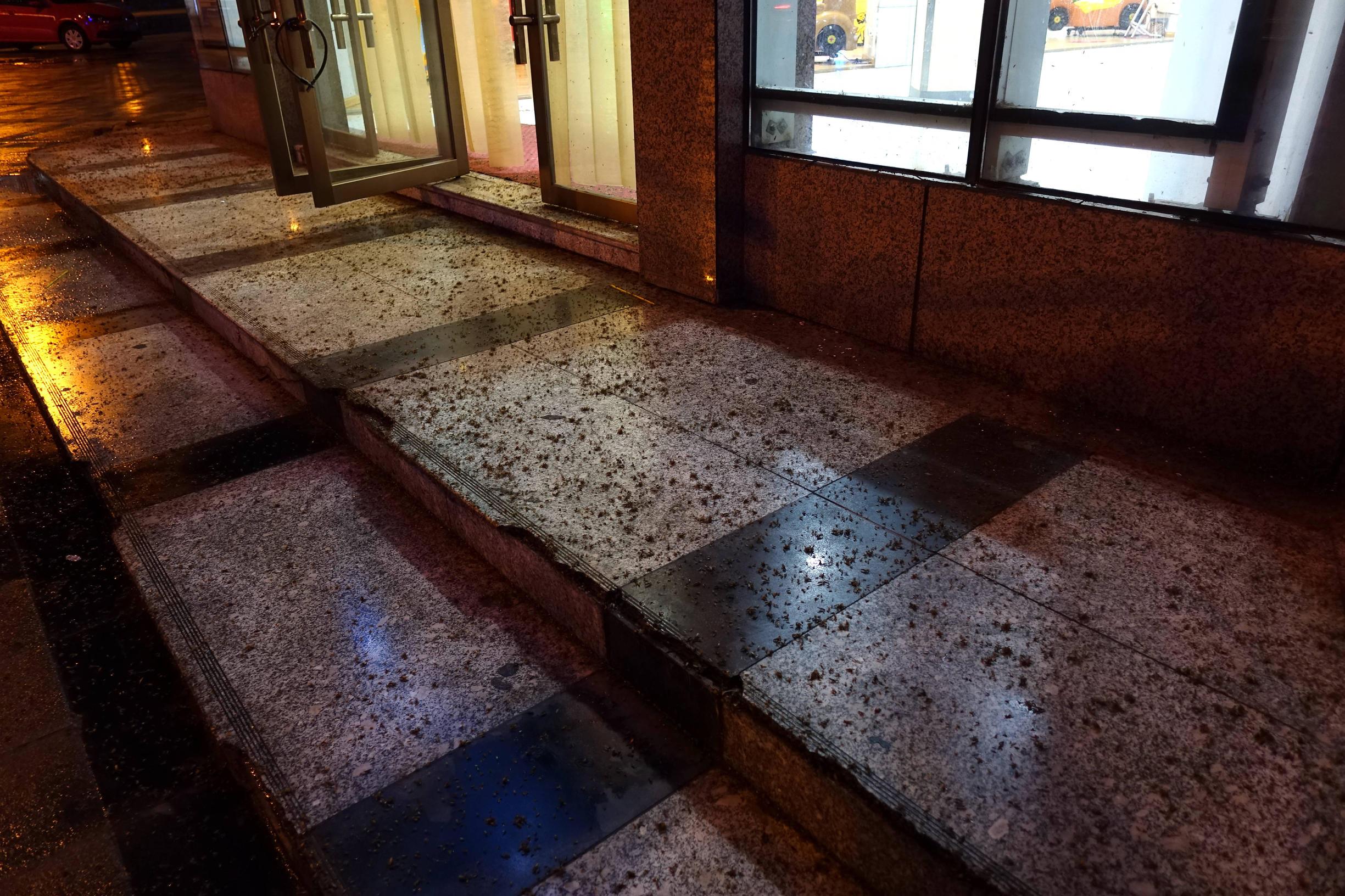 白蚁综合治理，科学防治与生态平衡的实践