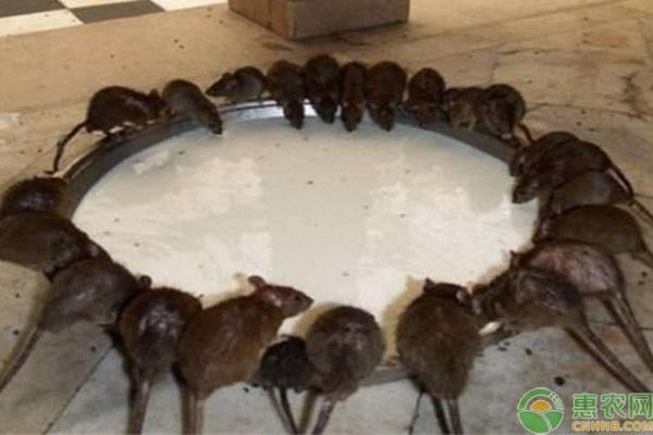 安全灭鼠药剂，高效灭鼠与环境保护的平衡之道