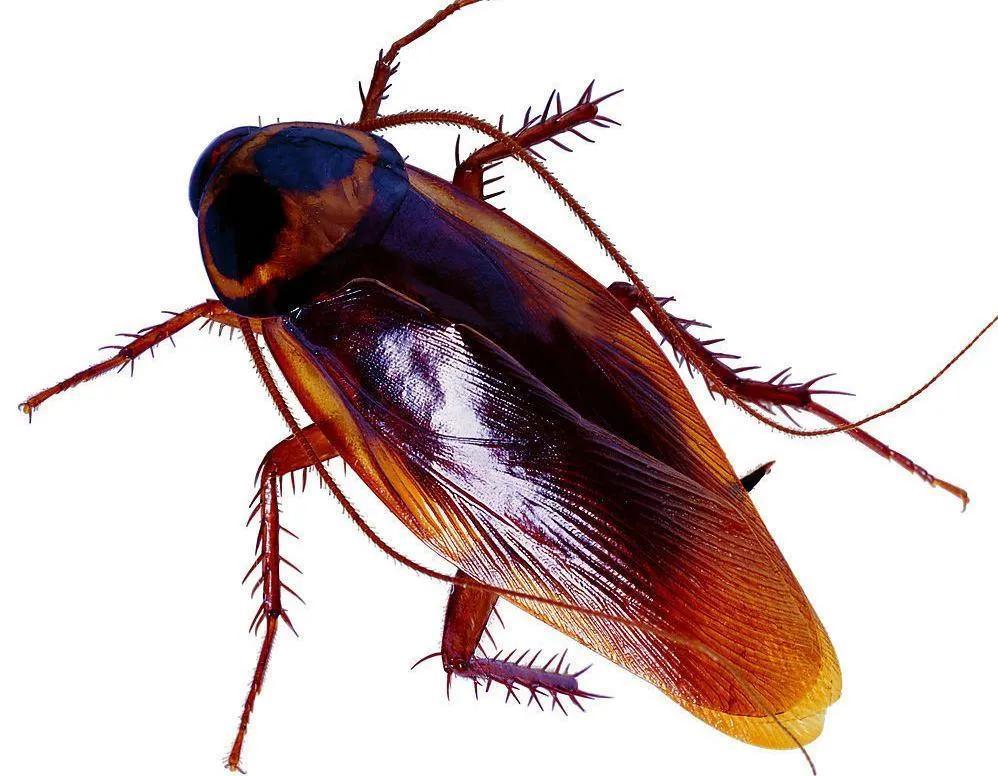 蟑螂孳生地处理,科学防治,打造无蟑环境 蟑螂孳生地处理,科学防治,打造无蟑环境