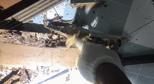 白蚁灭杀药剂，种类、使用与安全指南