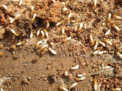 土壤白蚁处理，有效防治方法与关键技术