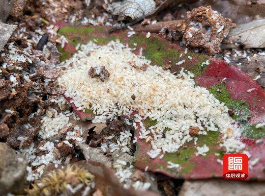 土壤白蚁处理，有效防治方法与关键技术