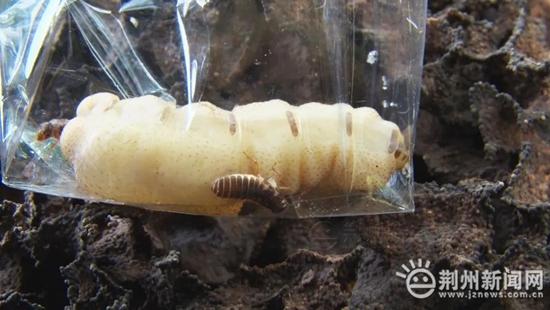 白蚁防治工程，守护建筑安全的必要措施