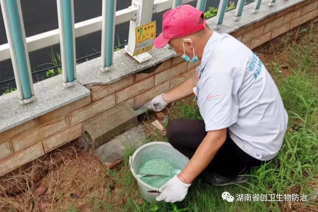 养殖场灭鼠，科学防治策略与实用方法