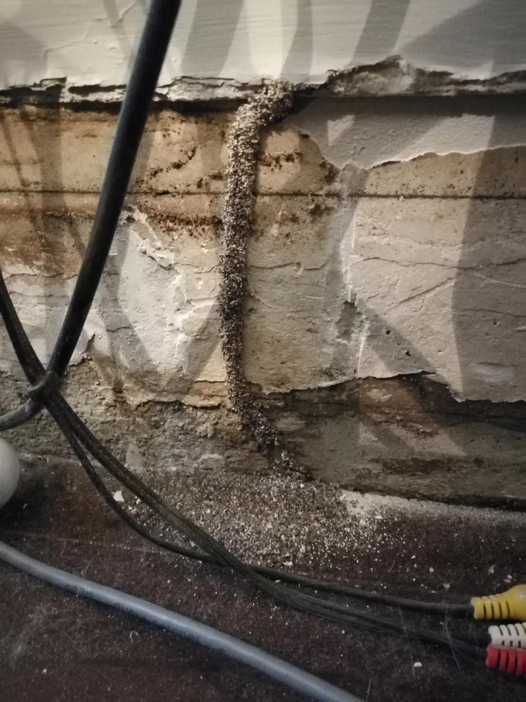 木地板防白蚁，全面防护策略与实用建议