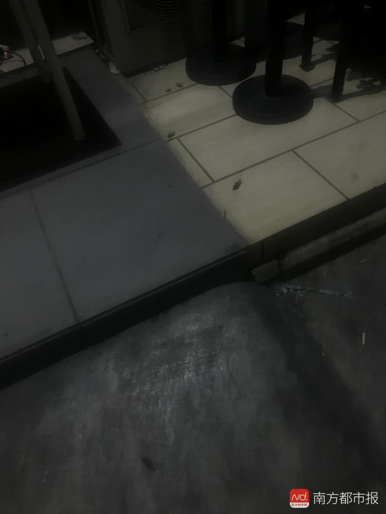 专业餐厅灭蟑螂服务，守护食品安全与品牌声誉的关键