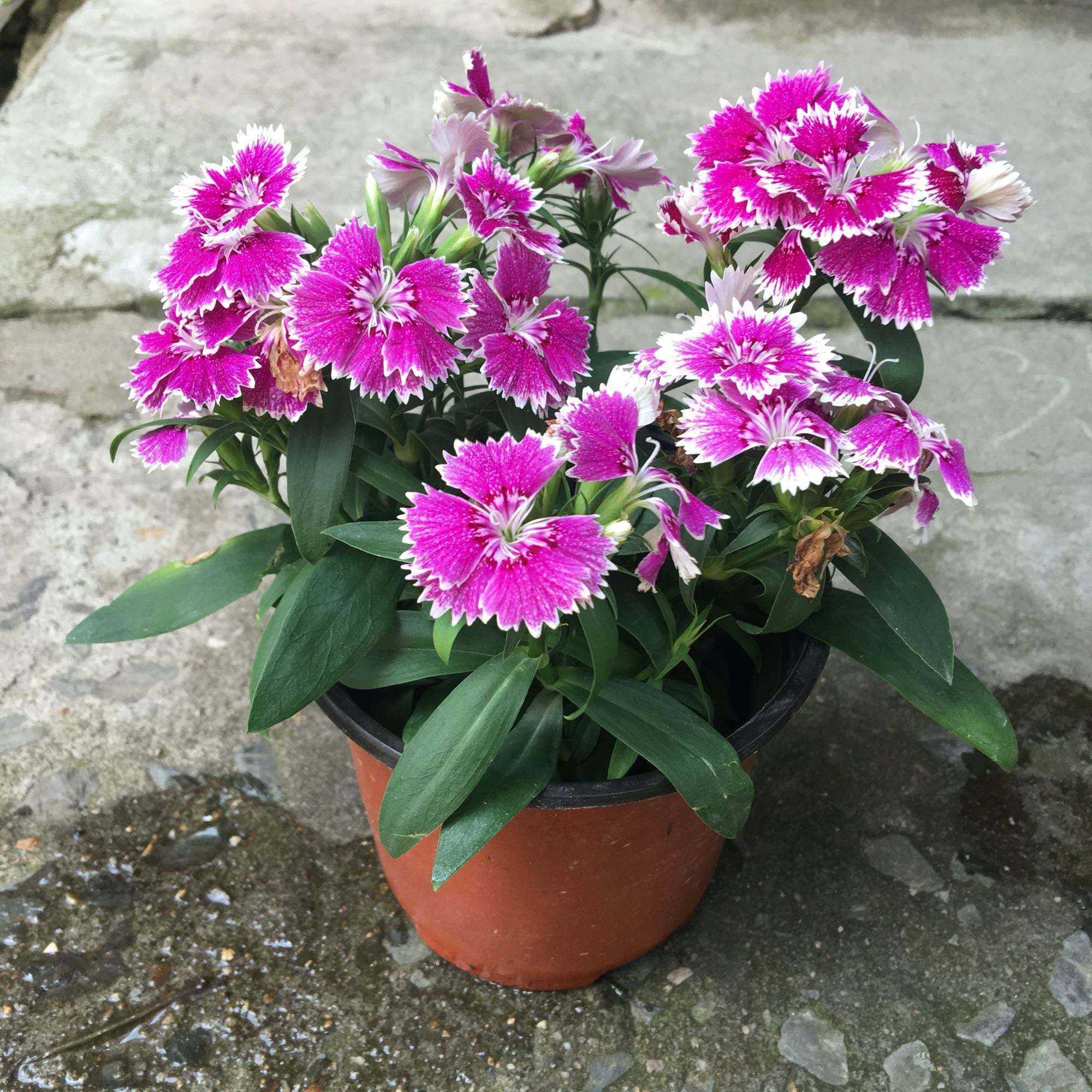 居民区驱虫措施,打造健康无虫的生活环境 居民区驱虫措施,打造健康无虫的生活环境