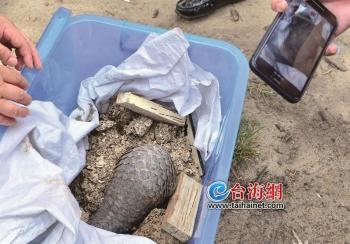 白蚁防治，守护家园的隐形卫士